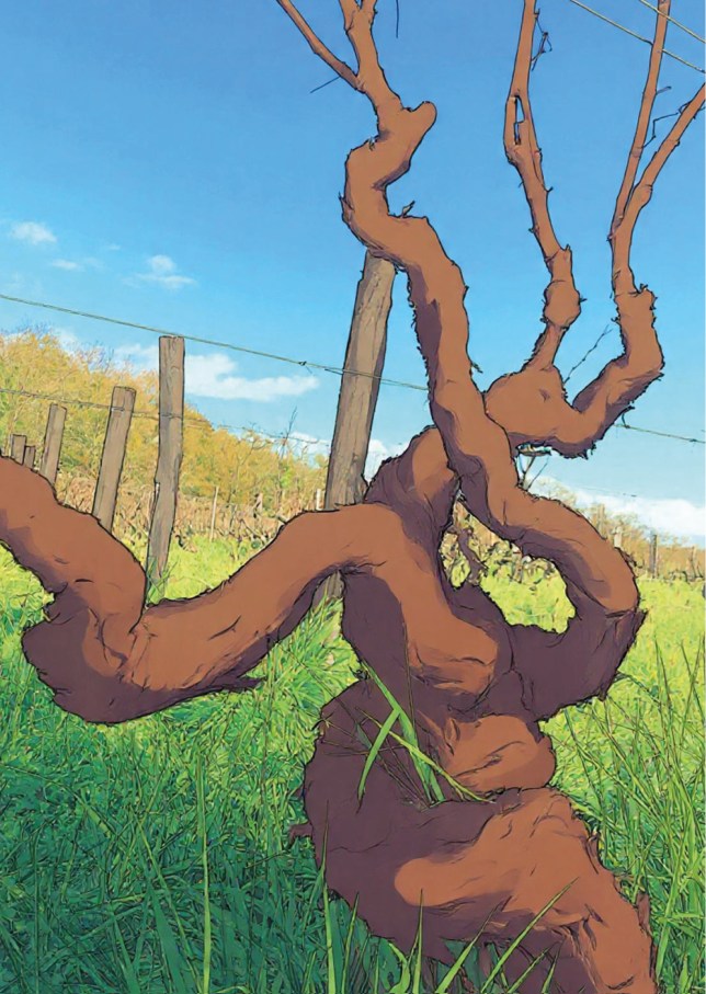 Zébrure de Juin &laquo;&nbsp;Dans les vignes&nbsp;&raquo;
