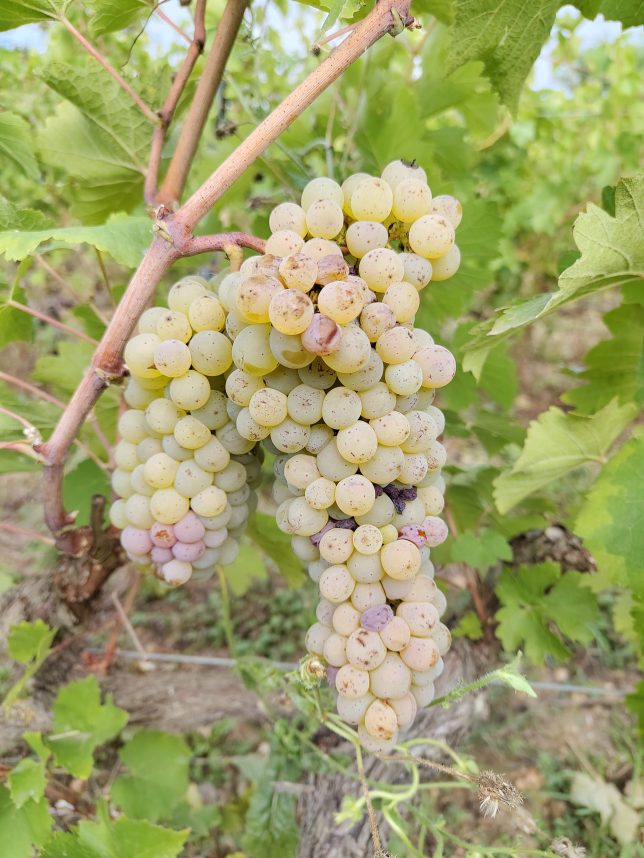 Vendanges 2026